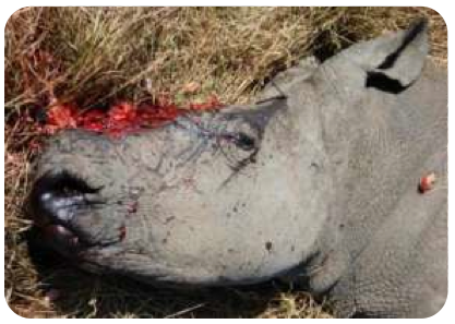 Mike's Butchered Rhino. Image credit: © www.stoprhinopoaching.com  